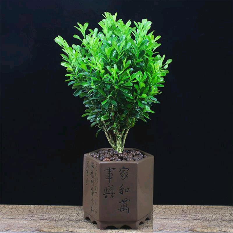 四季花园花圃