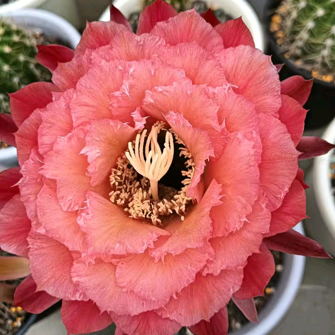 花郎的故事