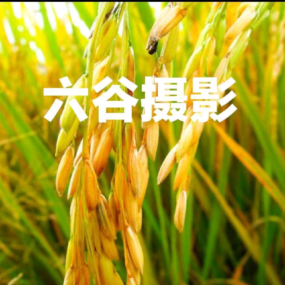 六谷摄影