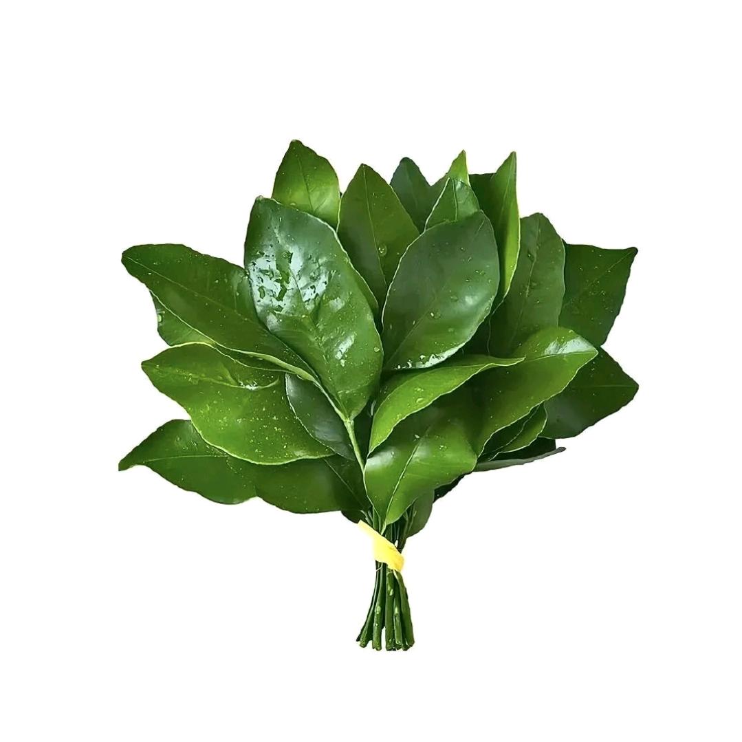 时汐｜CTRA华塔认证塔罗师