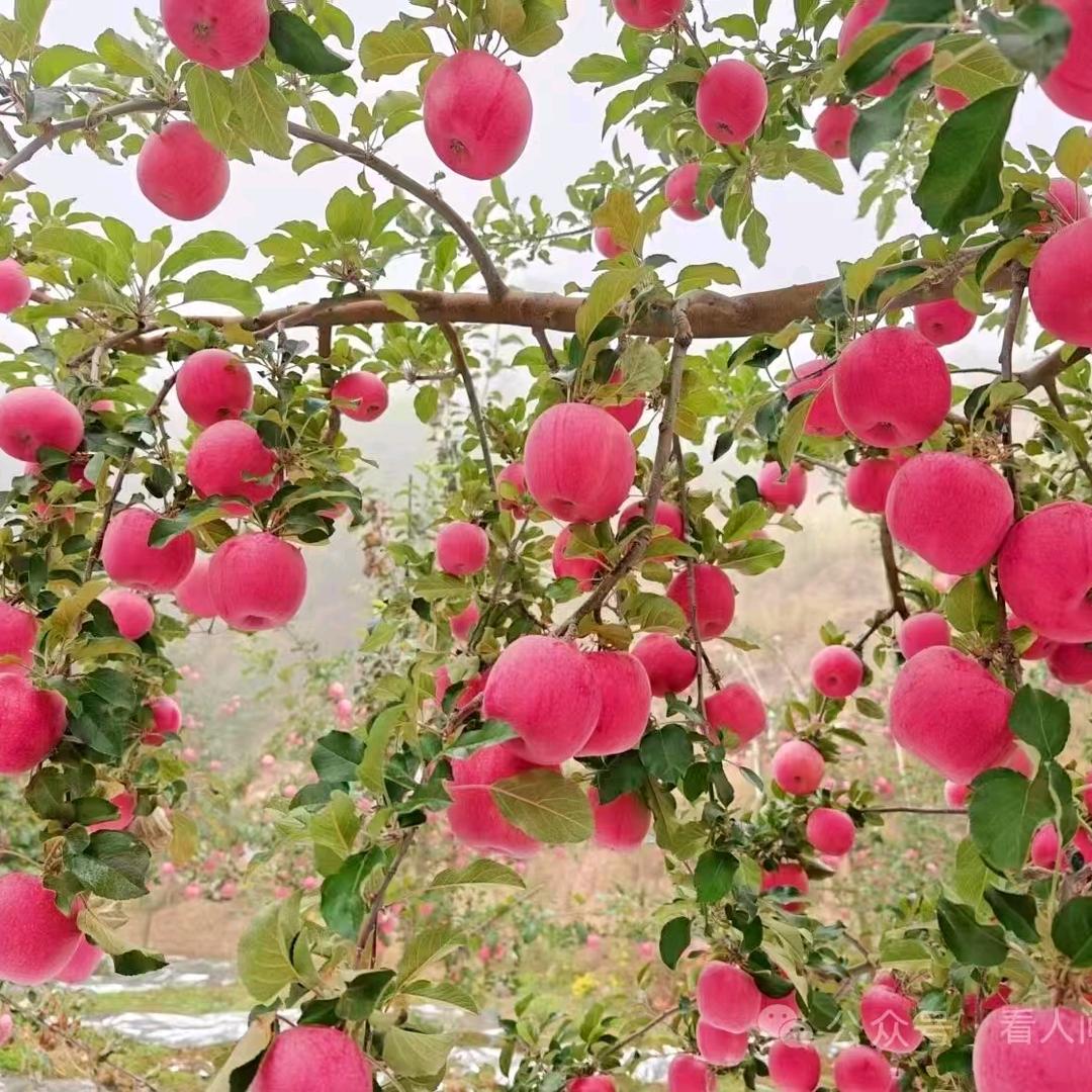 朵朵。🌹🌹🌺🌺