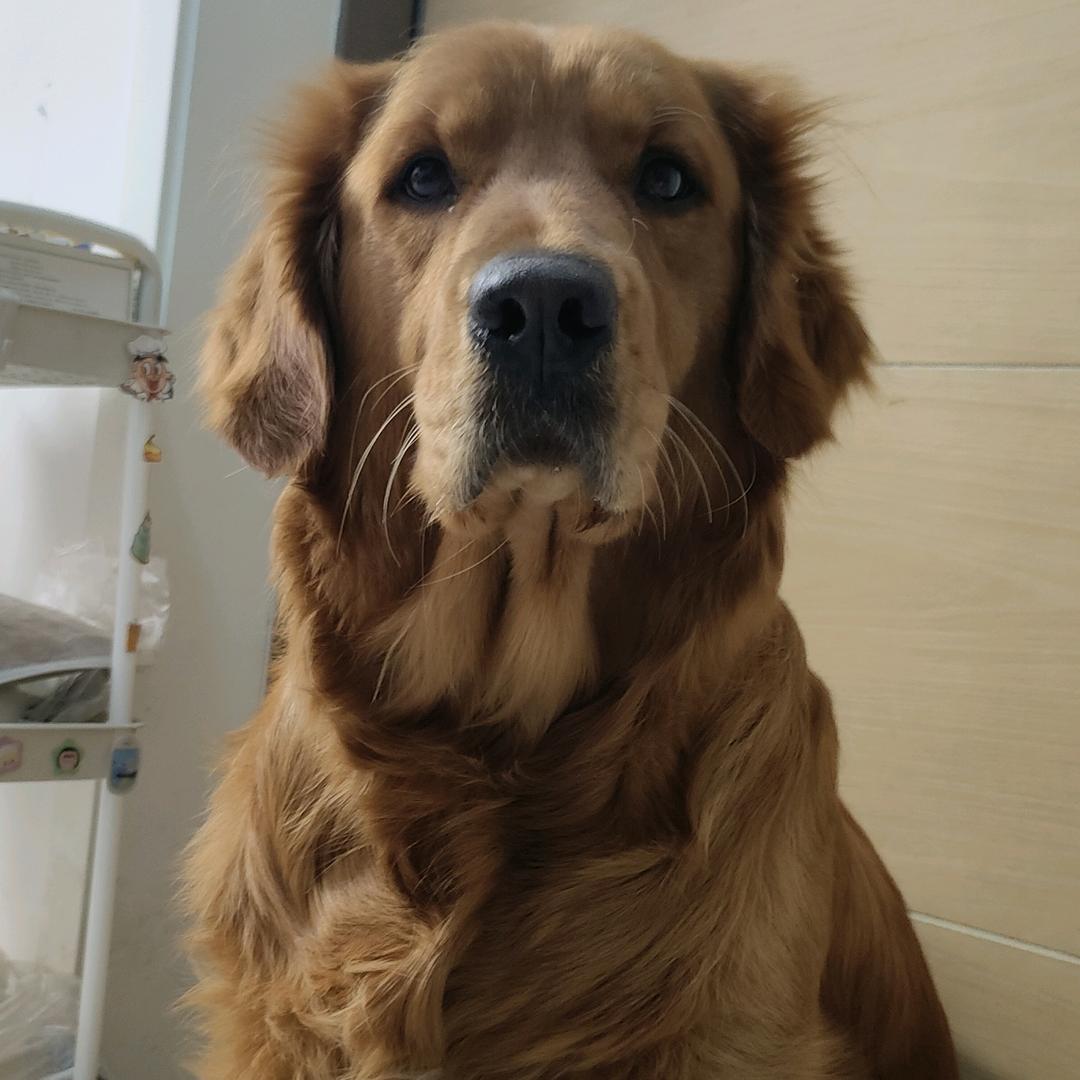 疯狂小泡芙🐶