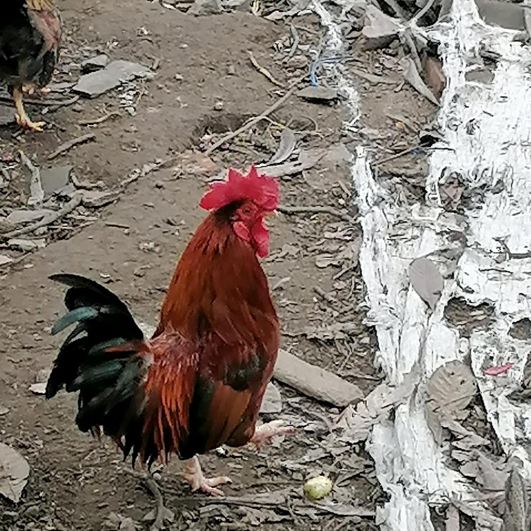 源程