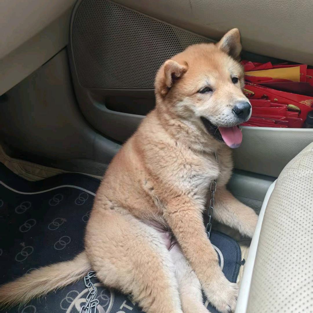 土狗阿旺头像