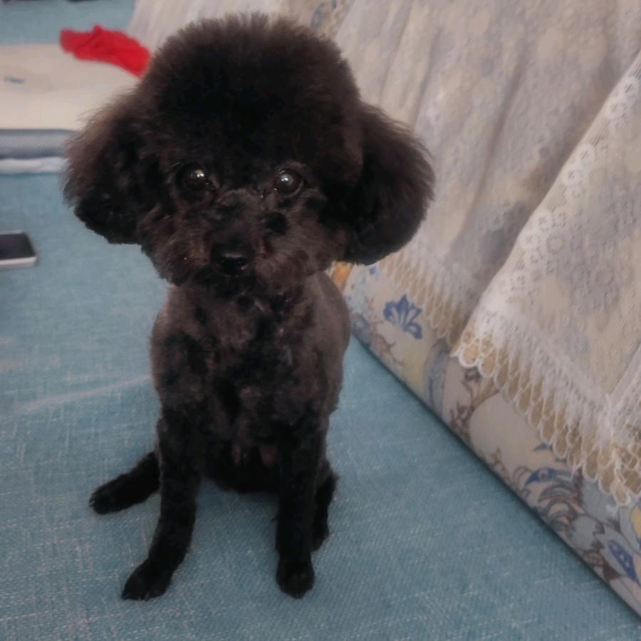 珍