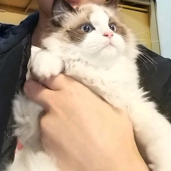 碱的爱人