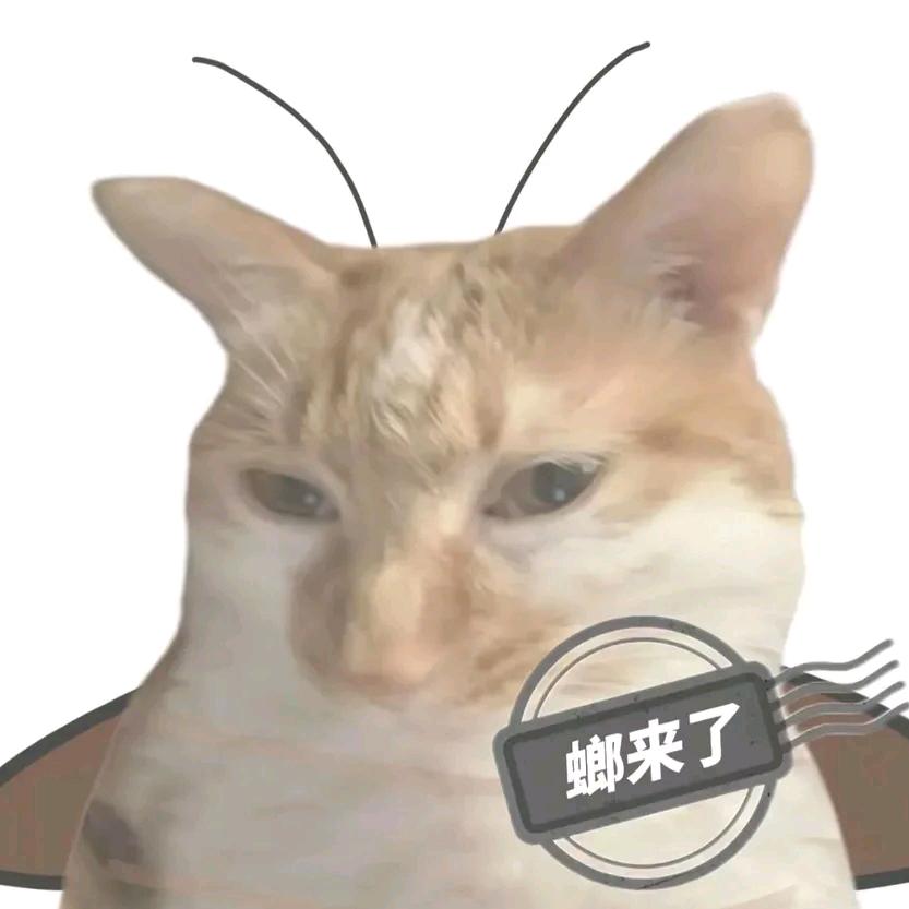 沙湿弟