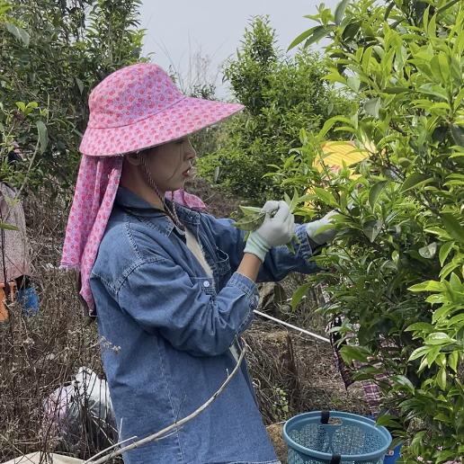 茶嫂单丛（茶叶）