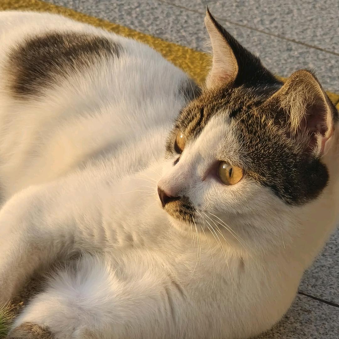 本人大人
