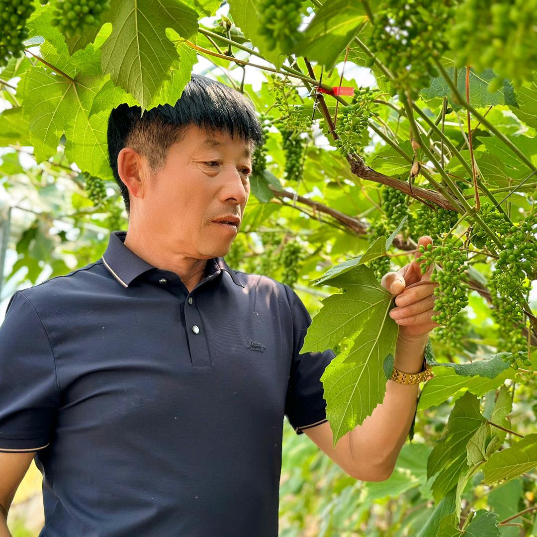 金红娃葡萄苗