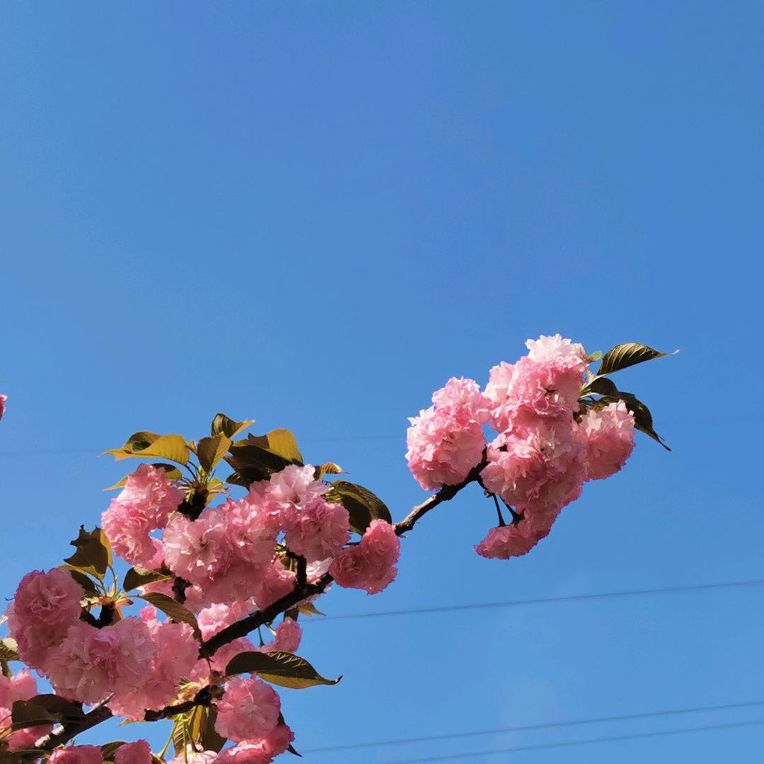 七
