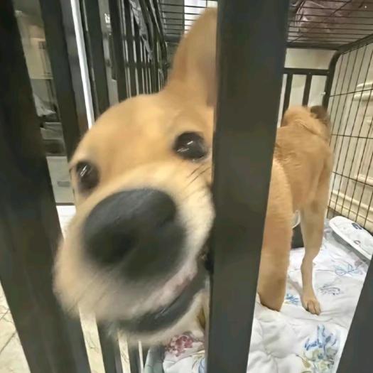 迪迦.