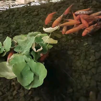 农村英英