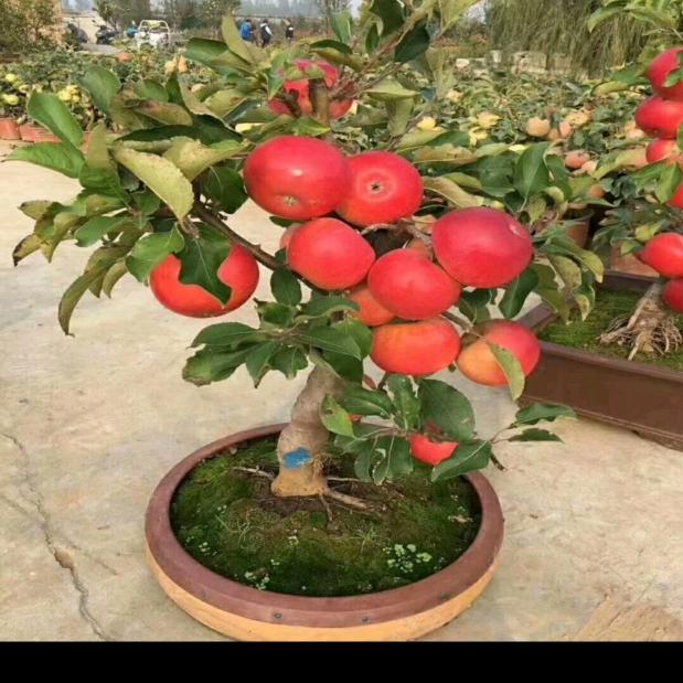 @如意🍎🍎🍎🍎🍎🍎