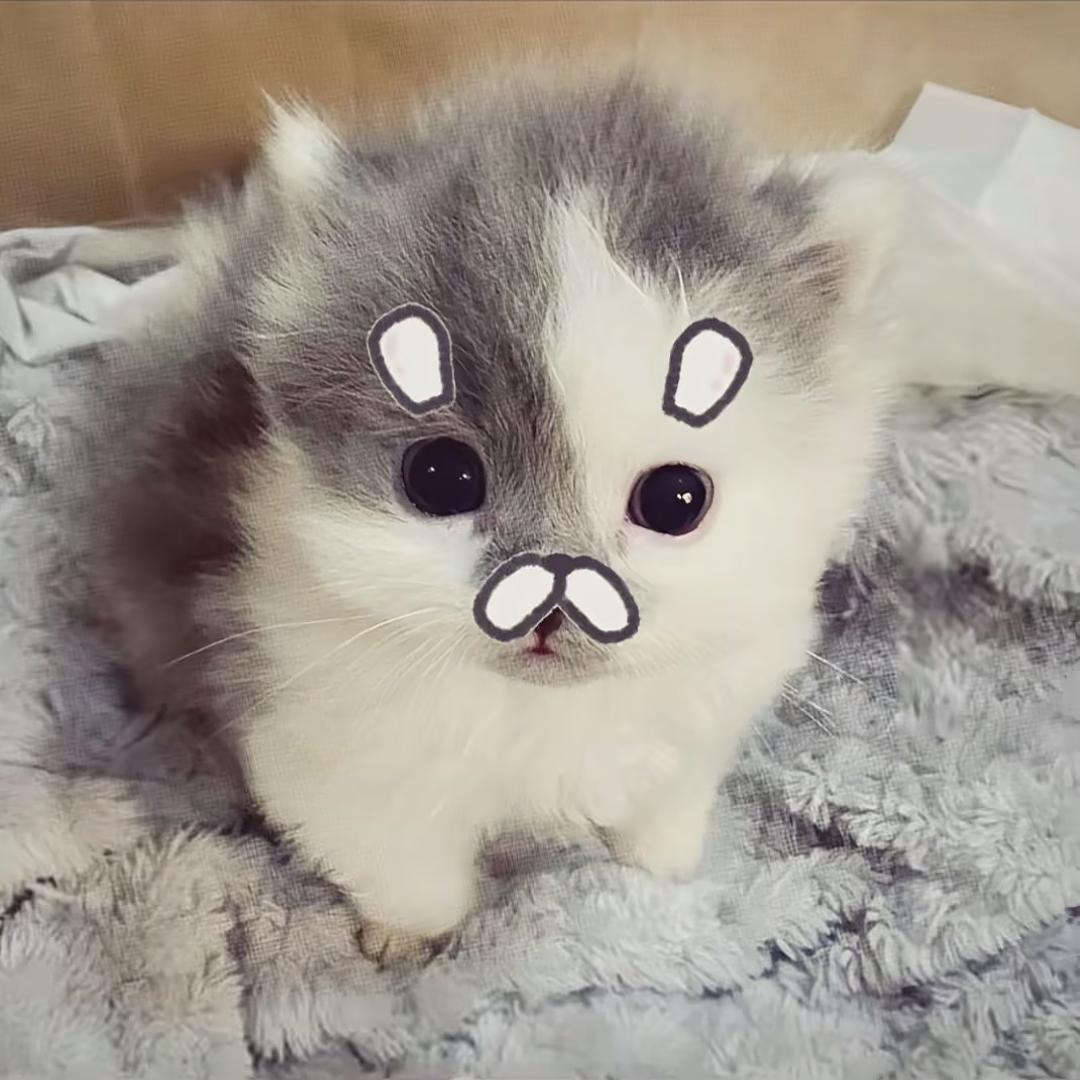 网一喵皇（撒旦信徒）