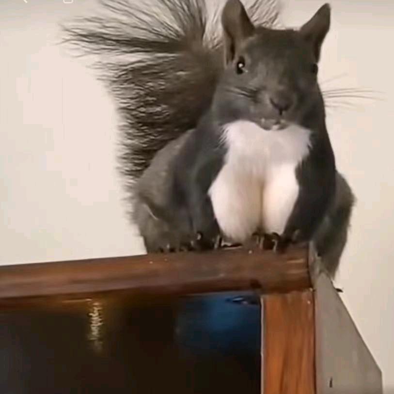 ꧁ 清心꧂