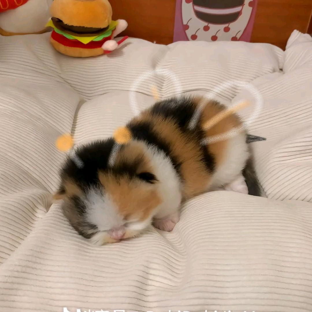 薏苡仁