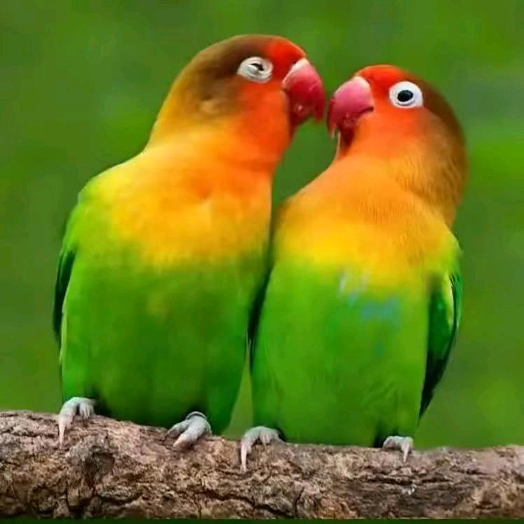 真心喜欢你天天开心