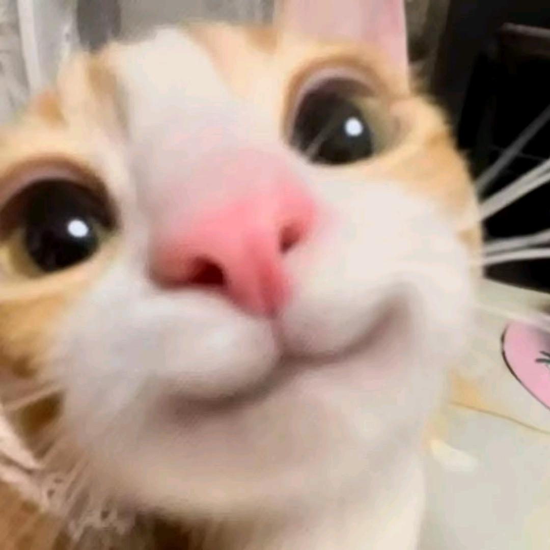 白白崽