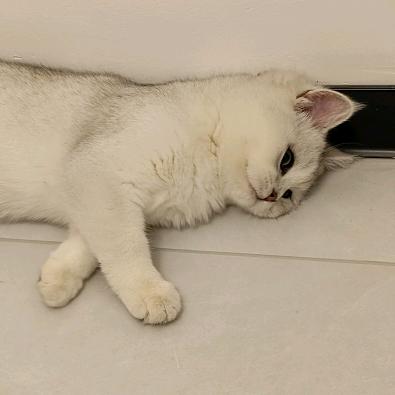 果冻与团子