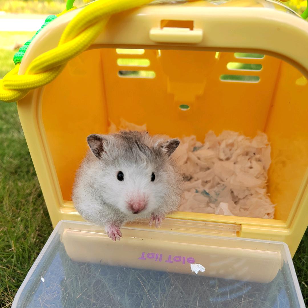 两只小仓鼠🐹