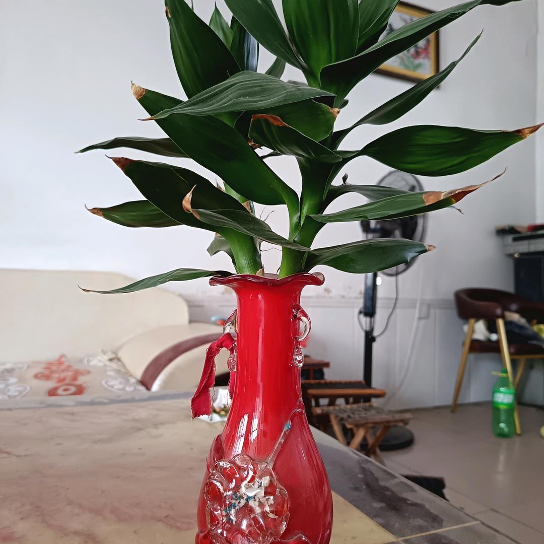 缘梦.