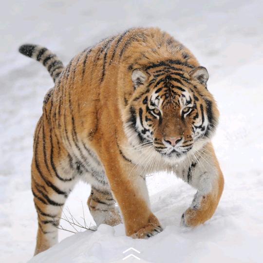 姐，💋是你惹不起的神💋有关有赞 必回