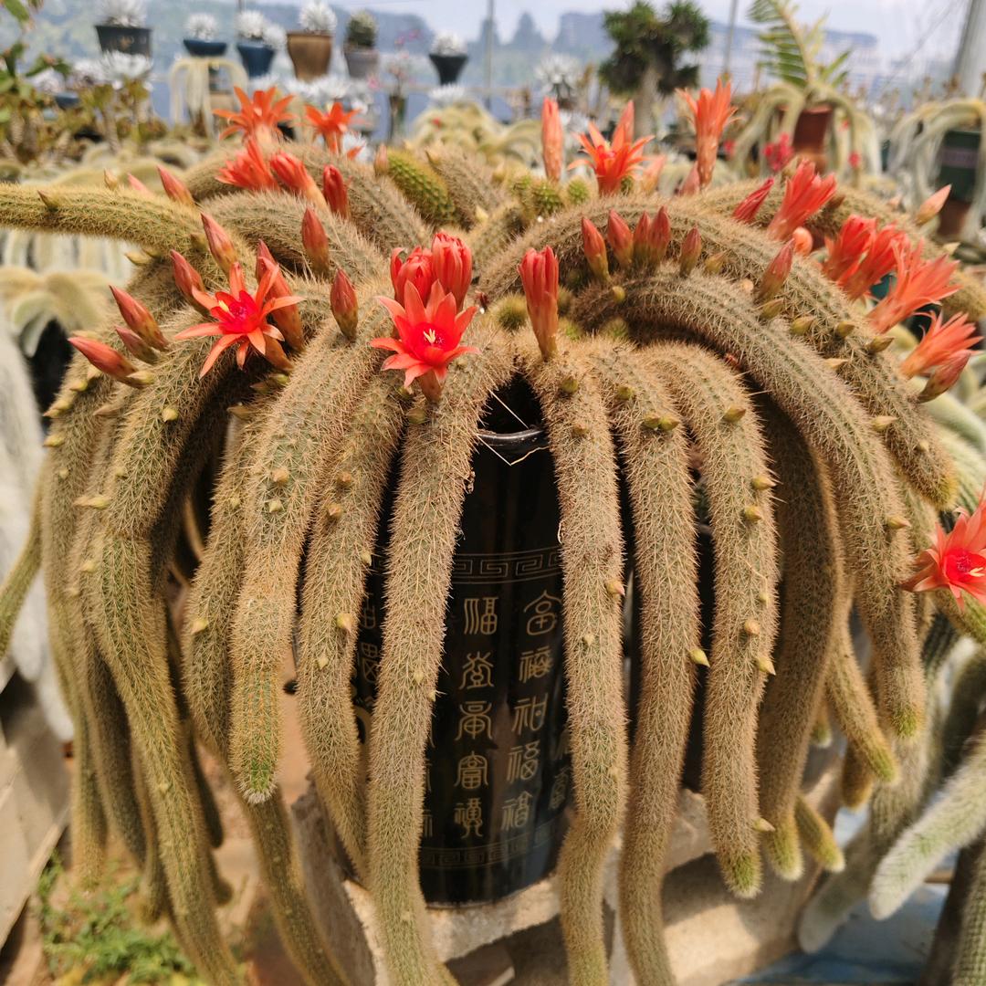 小狐涂花艺