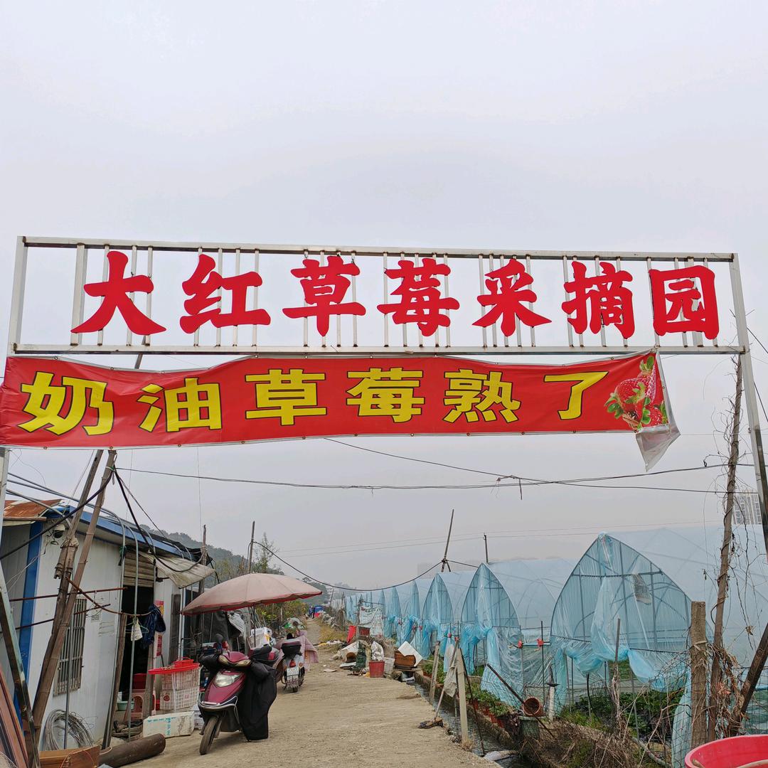 宜春大红草莓采摘园