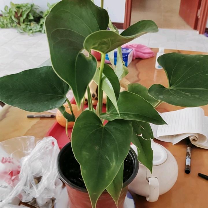 土生土长