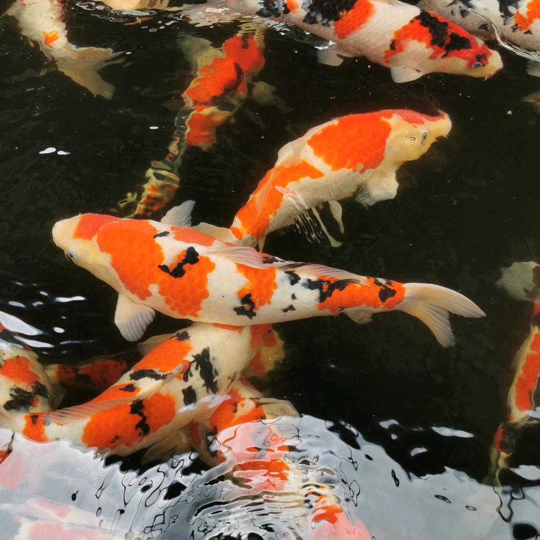小圆源
