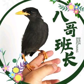 八哥班长萌宠