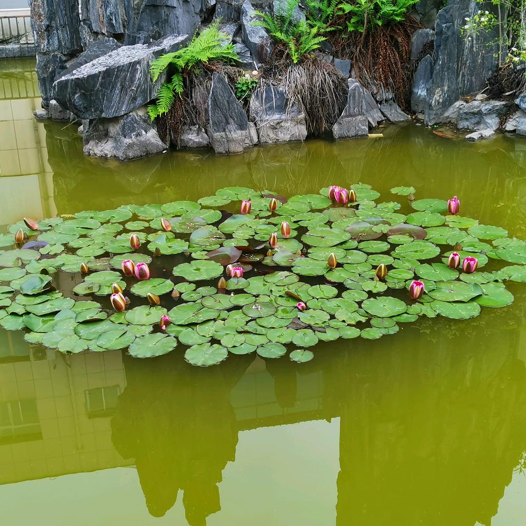 走头头的那个骡子