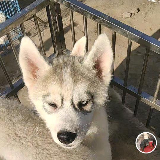 小凤在直播