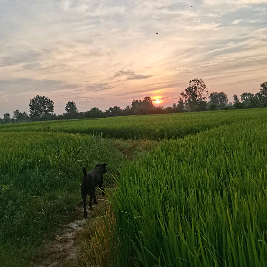 柒的日常微乐哥