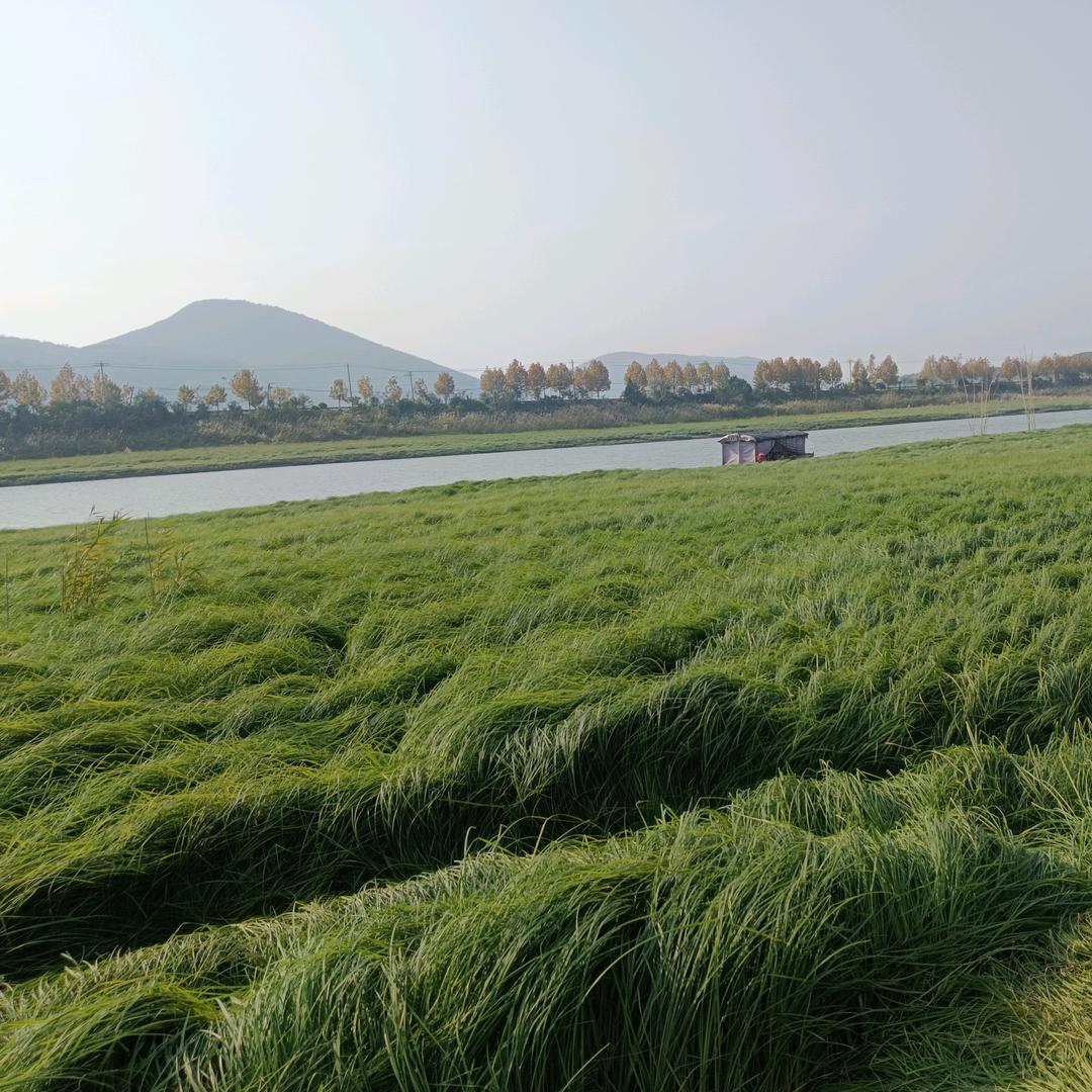 小太阳🌞