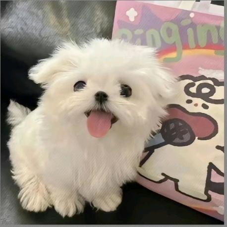 玮玮