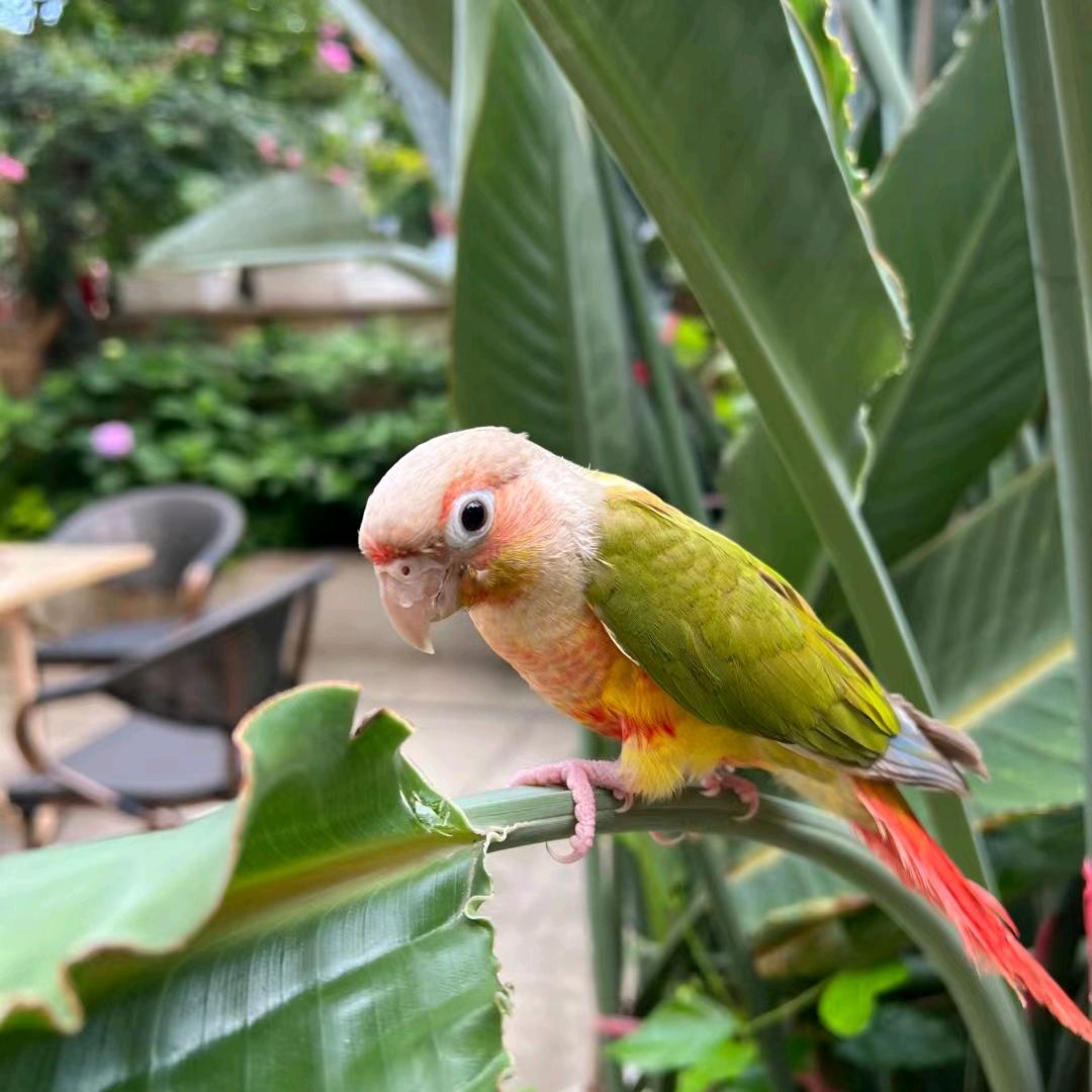 A 巴适巴食