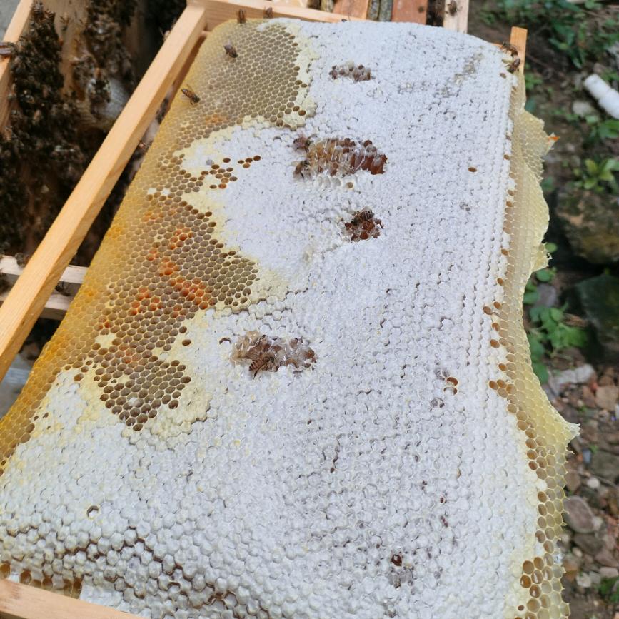 越冬的蜂