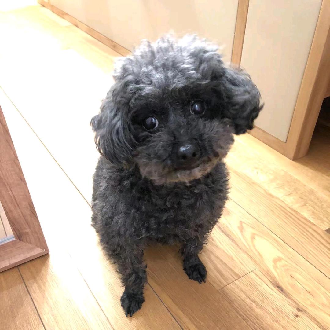 画画的小黑