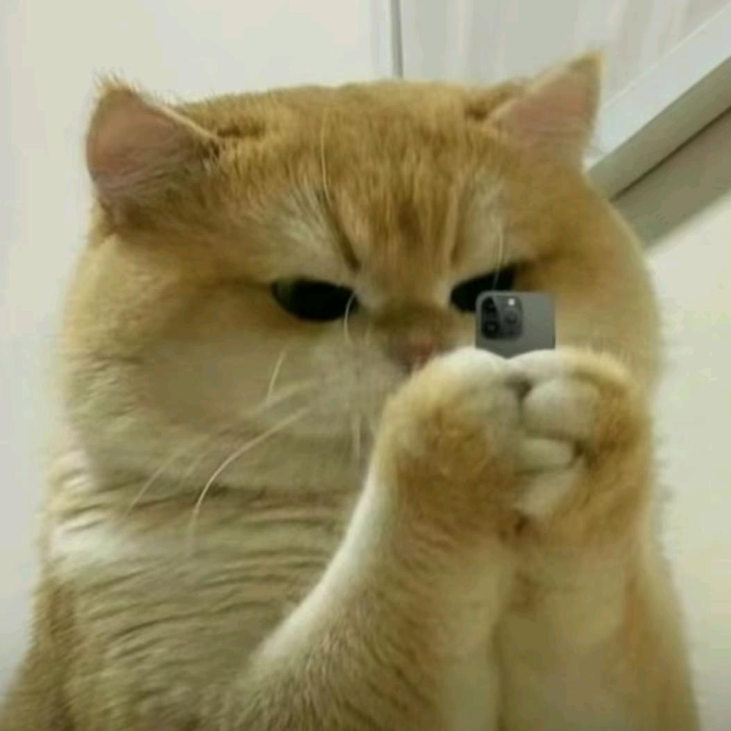 猫咪日记