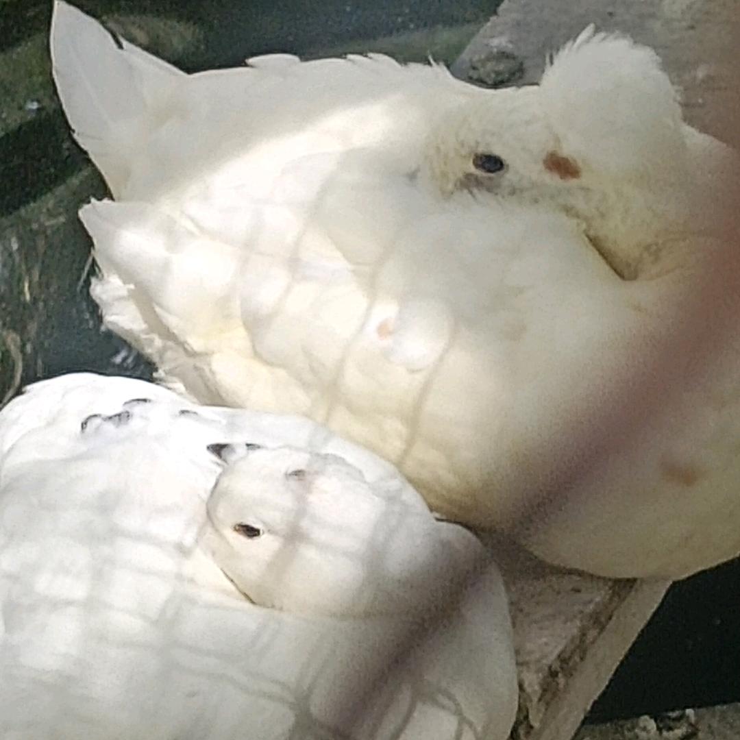 小号    人在做，天在看