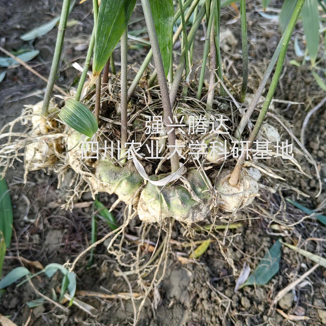四川中药材种苗培育基地