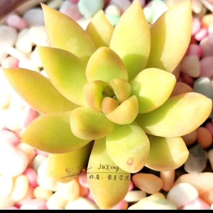 天之水<烧饼姐>