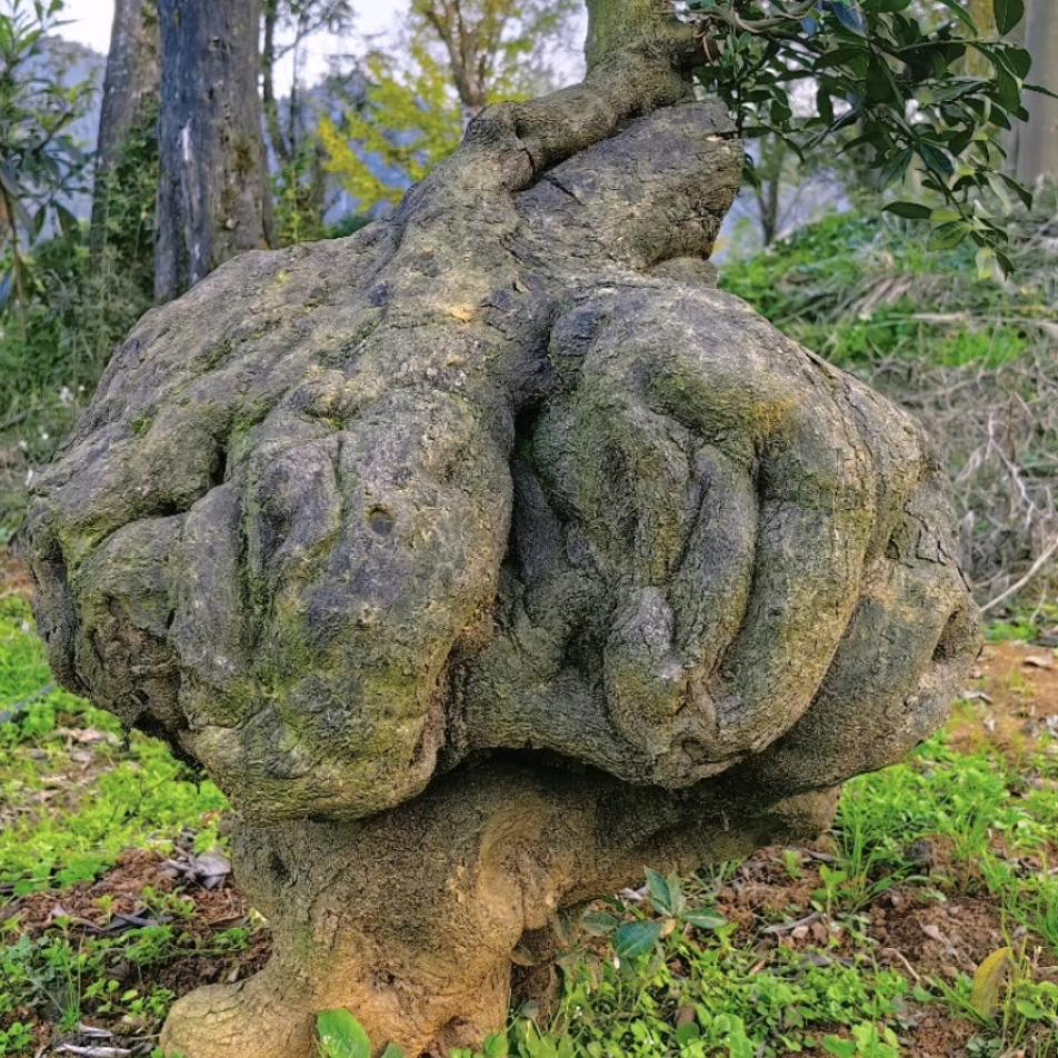 泰山