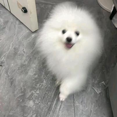 💖Xi Gongjie