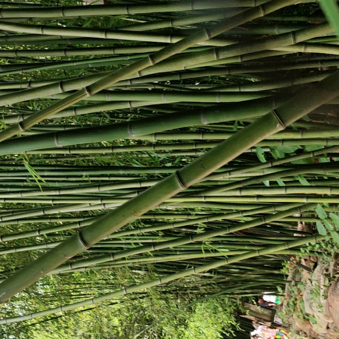 怎么开心怎么过