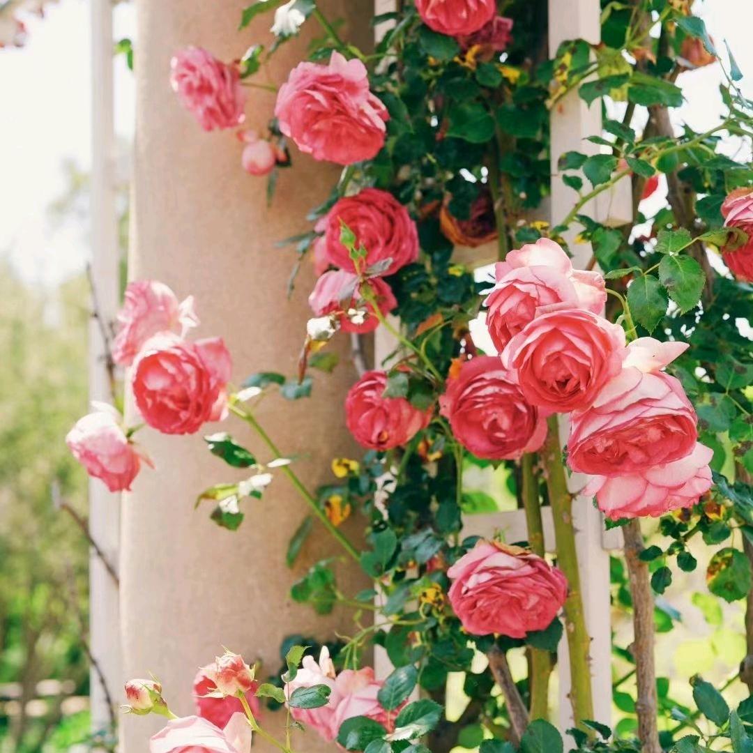 手工杂粮馍，小笼包子