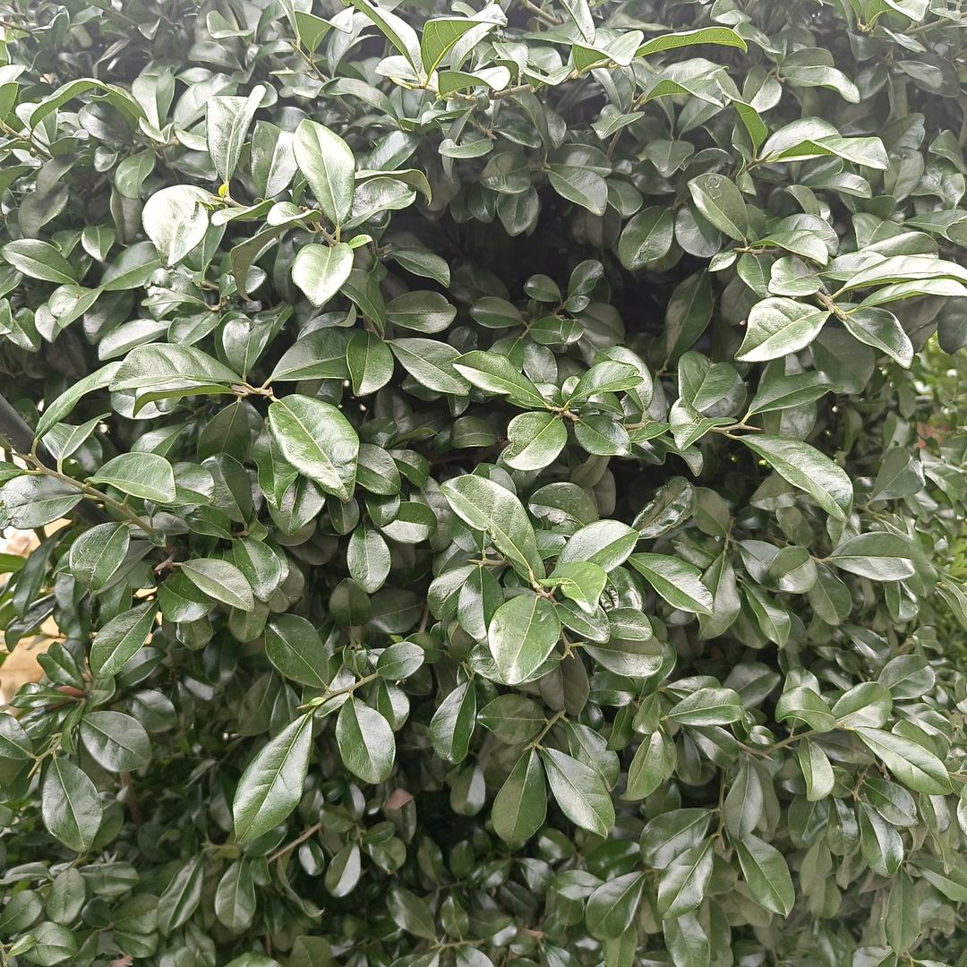 周，，平安一身是幸福。