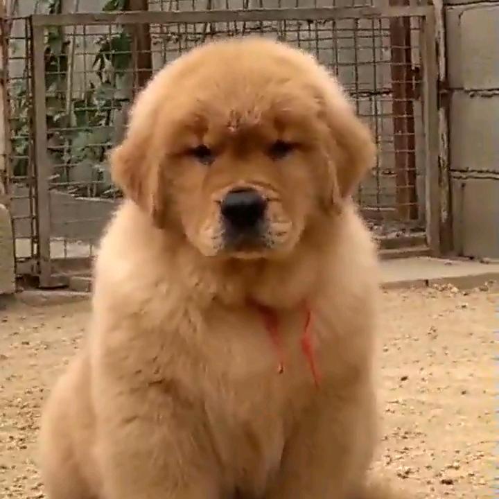 金元宝双血统金毛